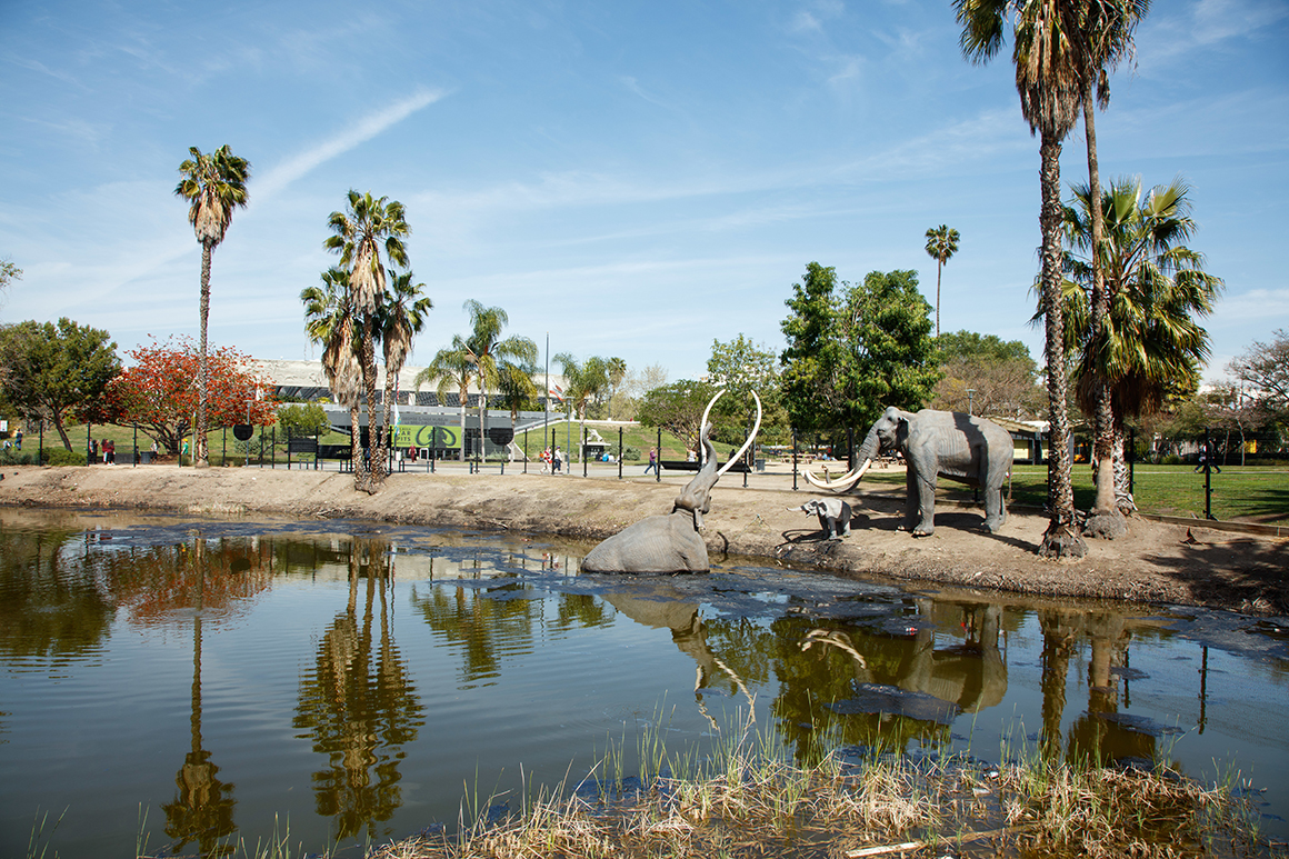 PHOTO COURTESY OF LA BREA TAR PITS AND MUSEUM