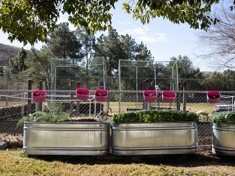 Plants are started in the raised beds of the garden at Oak Hills Elementary School. (Photo/April Wong, aprilwongphotography.com, @aprilwongphoto)