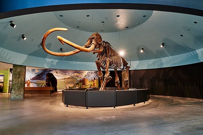 A mammoth skeleton housed in the La Brea Tar Pits Museum