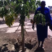 Tanzanian Primary School Head of Tree Committee