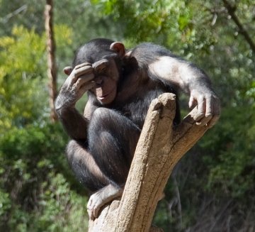 Chimpanzee