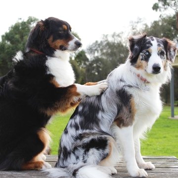 dog giving massage to another dog