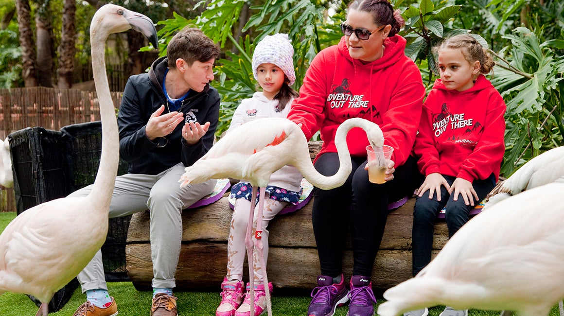 Children feeding swans outdoors
